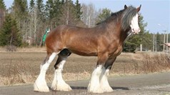 Clydesdale horse