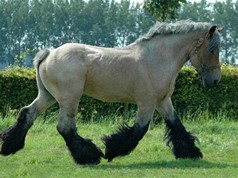 Dutch Draft horse